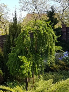 20180506_141134.jpg