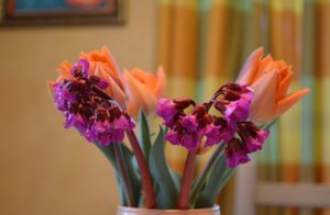 DSC_0006.JPG