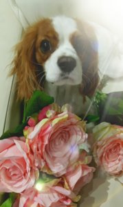 2016-12-18 18.21.07.jpg