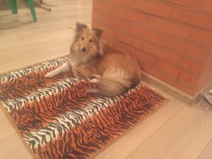 IMG-20180510-WA0010.jpg
