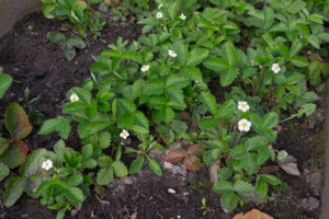 img-p-1080295_resize.jpg
