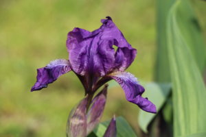 IMG_5256.JPG