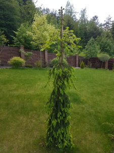 20180517_153546.jpg