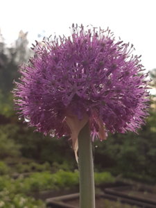 20180518_204100.jpg