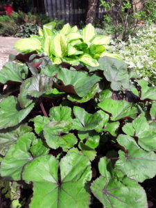 20180519_101341.jpg