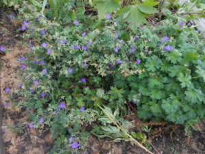 DSCN1463.JPG