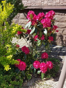 20180520_101044.jpg