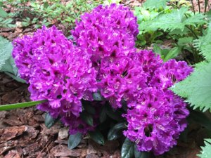 IMG_1308.JPG