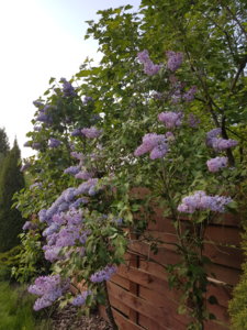 20180517_201122.jpg