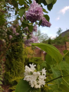 20180517_201005.jpg