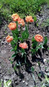 IMG-20180525-WA0052.jpg