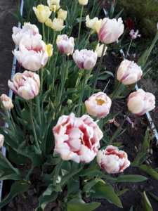 20180527_210624.jpg
