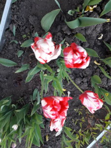 20180527_210930.jpg