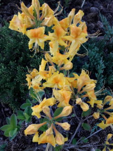 20180527_205814.jpg