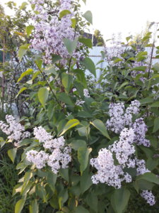 20180527_210511.jpg