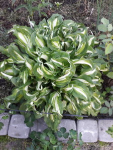 20180527_211249.jpg