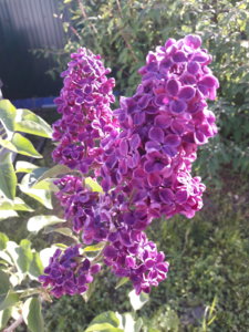 20180530_180935.jpg