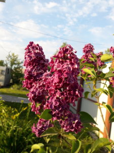 20180601_200432.jpg