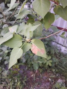 20180601_213901.jpg