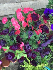 48BE8888-FEED-432D-B125-2A83FF672E2F.jpeg