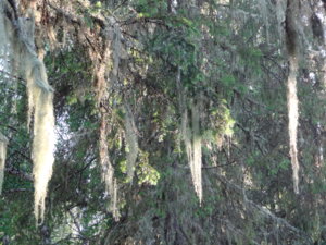 DSC00988.jpg