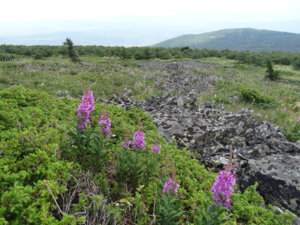 DSC02010.jpg