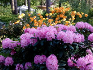 IMG_20160527_170832.jpg
