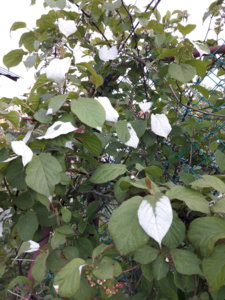 20180603_211318.jpg
