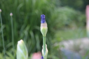 IMG_5850.JPG