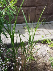 20180602_123617.jpg
