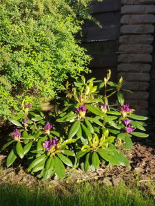 20180526_185923.jpg