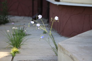 IMG_5870.JPG