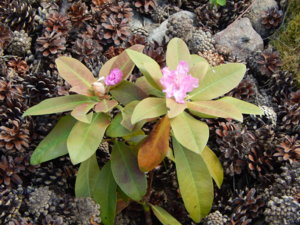 DSCN6050.JPG