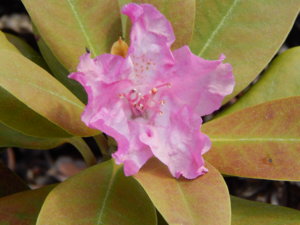 DSCN6051.JPG