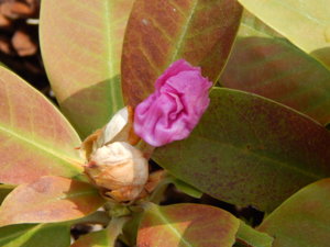 DSCN6052.JPG
