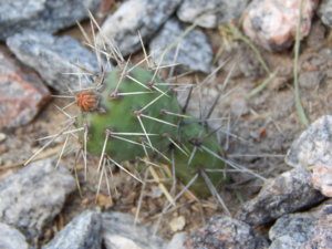 DSCN6056.JPG