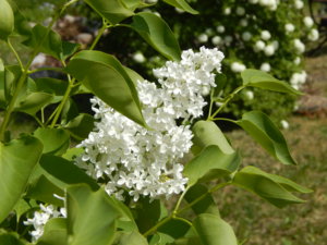 DSCN6088.JPG