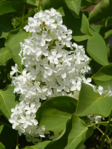 DSCN6089.JPG
