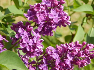 DSCN6092.JPG