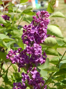 DSCN6093.JPG