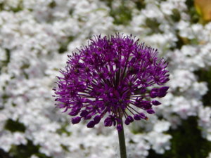 DSCN6119.JPG