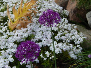 DSCN6120.JPG