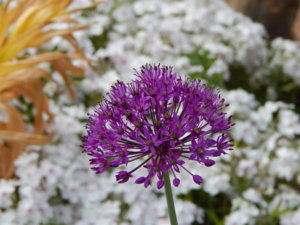 DSCN6121.JPG