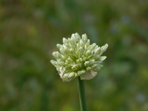 DSCN6123.JPG