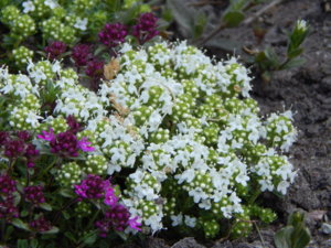 DSCN6108.JPG