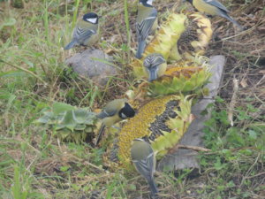 DSCN5982.JPG