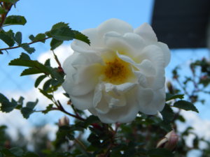DSCN6102.JPG