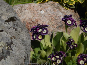 DSCN6082.JPG