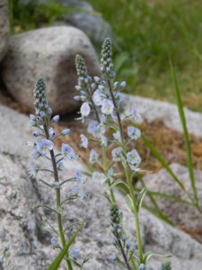 DSCN6126.JPG
