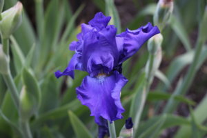 IMG_5983.JPG